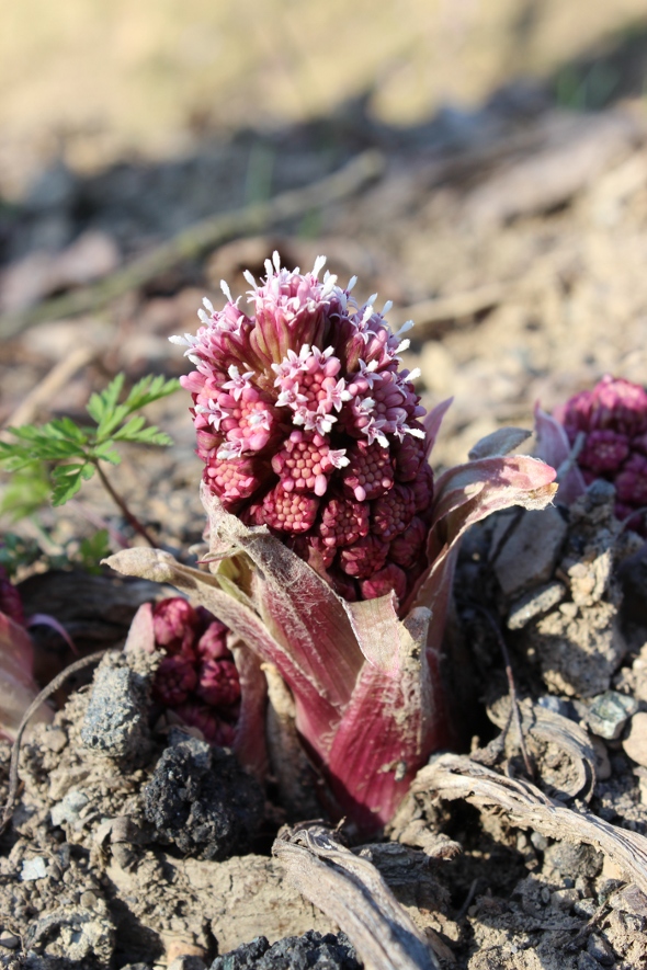 Petasites hybridus / Farfaraccio maggiore