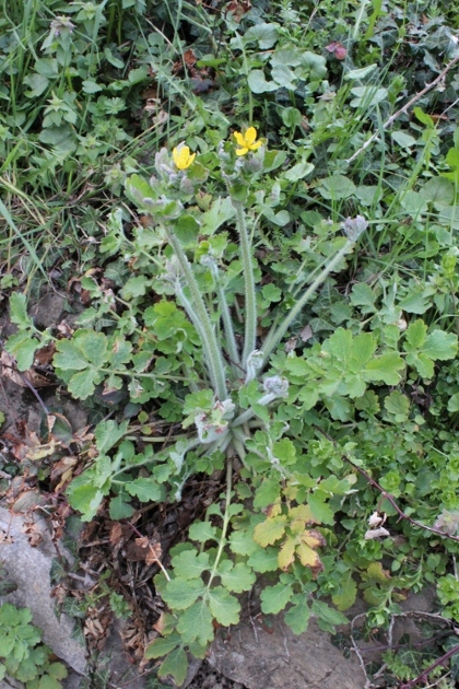 Brassicacea ? No, Chelidonium majus, una Papaveracea