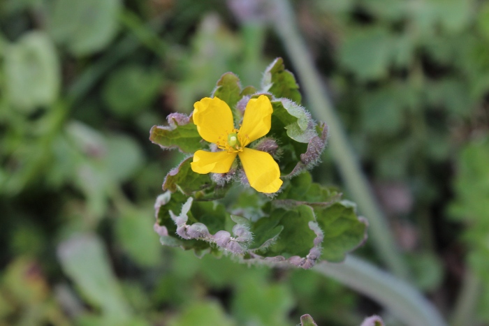 Brassicacea ? No, Chelidonium majus, una Papaveracea