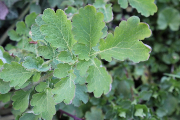 Brassicacea ? No, Chelidonium majus, una Papaveracea