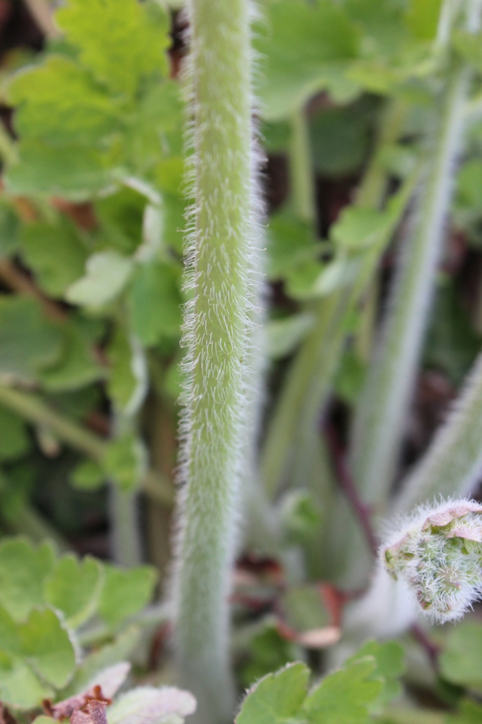 Brassicacea ? No, Chelidonium majus, una Papaveracea