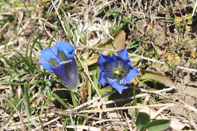 Genziana dell''appennino ligure - Gentiana acaulis L.