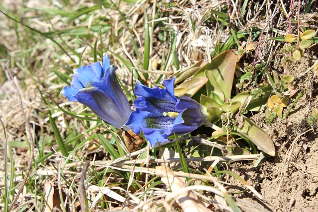 Genziana dell''appennino ligure - Gentiana acaulis L.