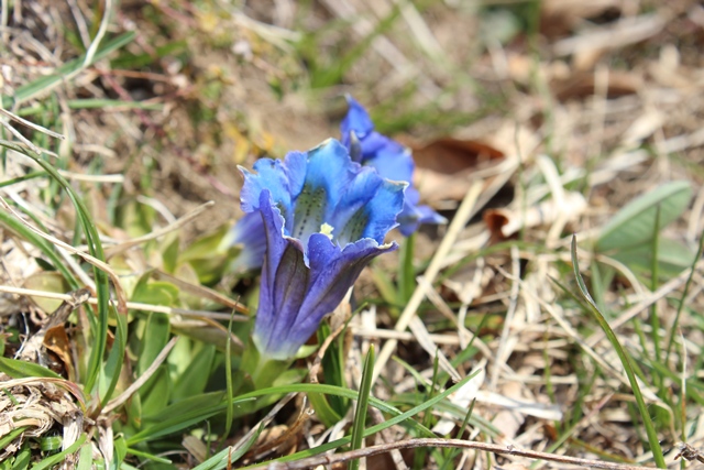 Genziana dell''appennino ligure - Gentiana acaulis L.