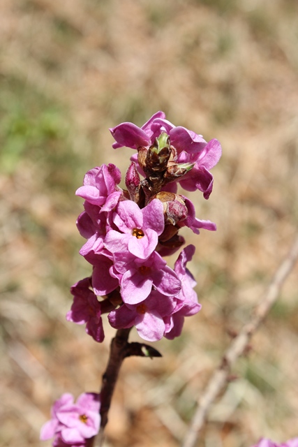 Daphne mezereum L.