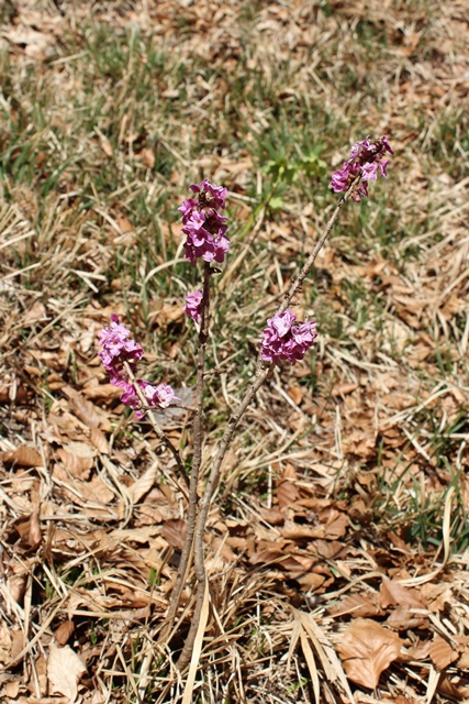 Daphne mezereum L.