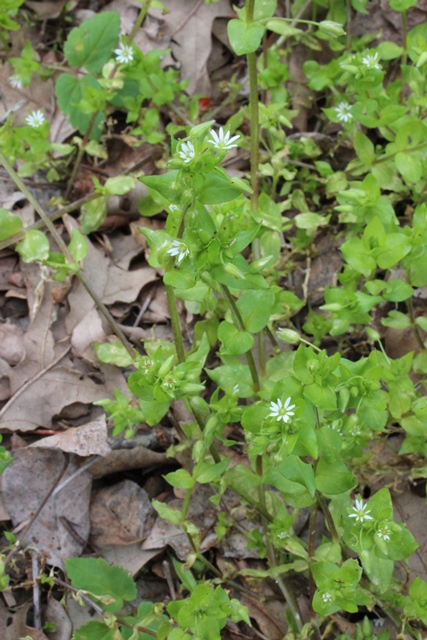 Stellaria media