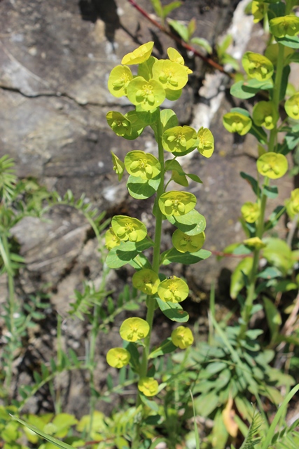 Euphorbia amygdaloides