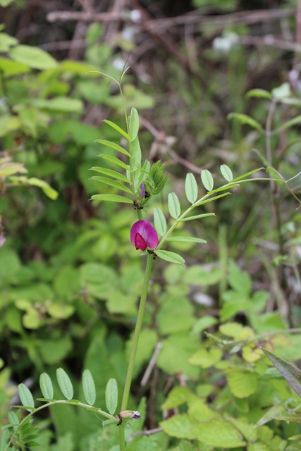 Fabacea - Vicia sativa s.l.