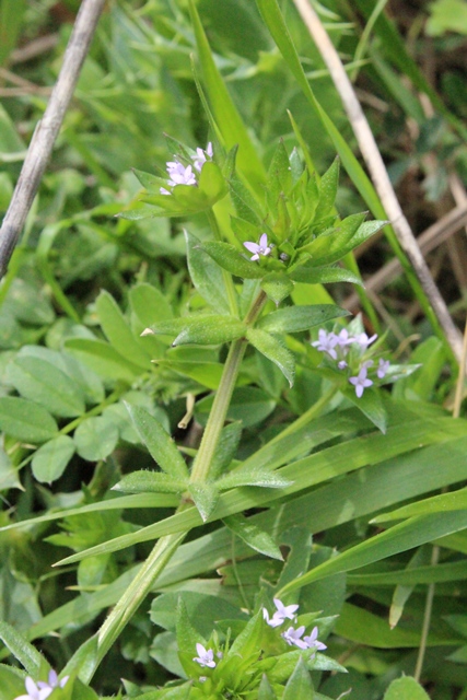 Sherardia arvensis