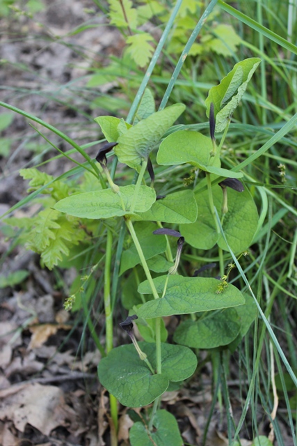 Aristolochia rotunda