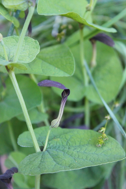 Aristolochia rotunda