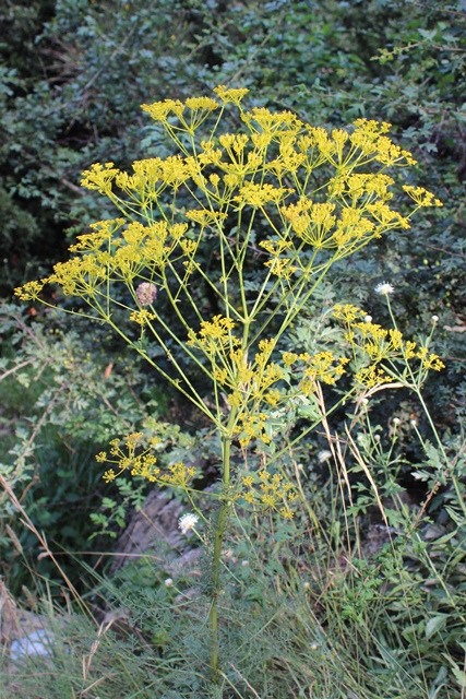 Ferulago campestris / Ferula finocchiazzo