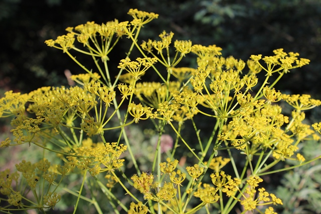 Ferulago campestris / Ferula finocchiazzo