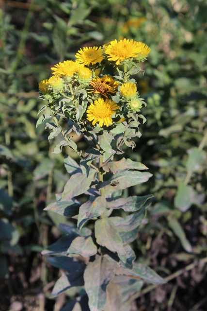 Pentanema spiraeifolium (=Inula spiraeifolia) / Enula uncinata