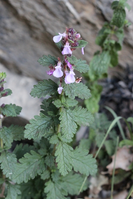 Teucrium chamaedrys