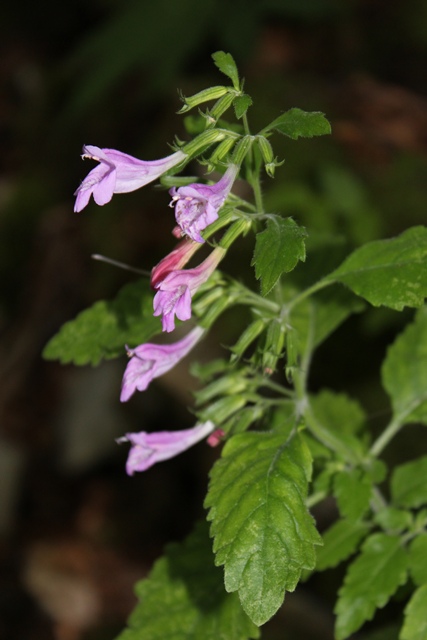 Clinopodium grandiflorum (= Calamintha grandiflora)  / Mentuccia a fiori grandi