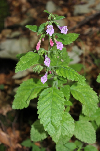 Clinopodium grandiflorum (= Calamintha grandiflora)  / Mentuccia a fiori grandi