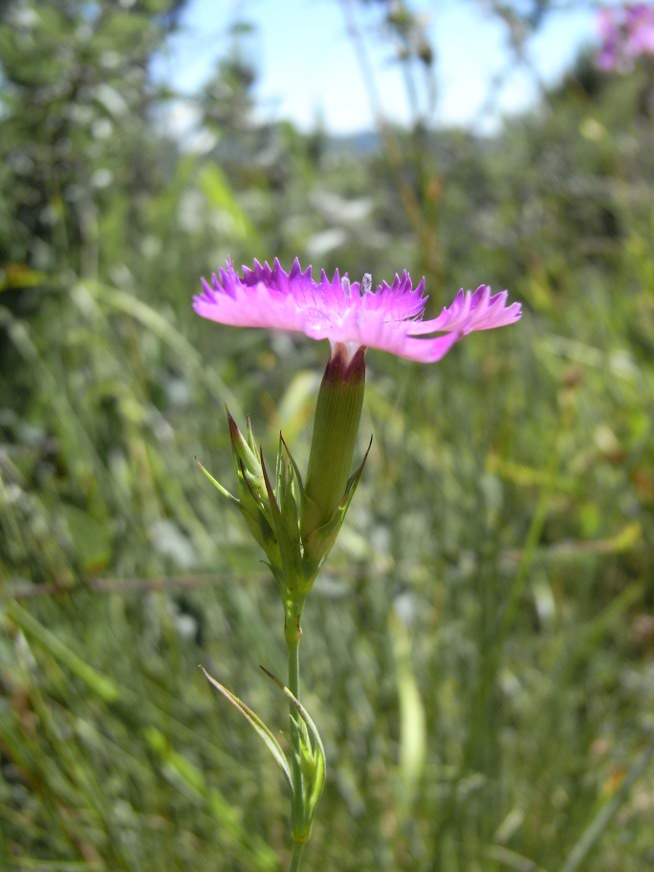 Dianthus seguieri