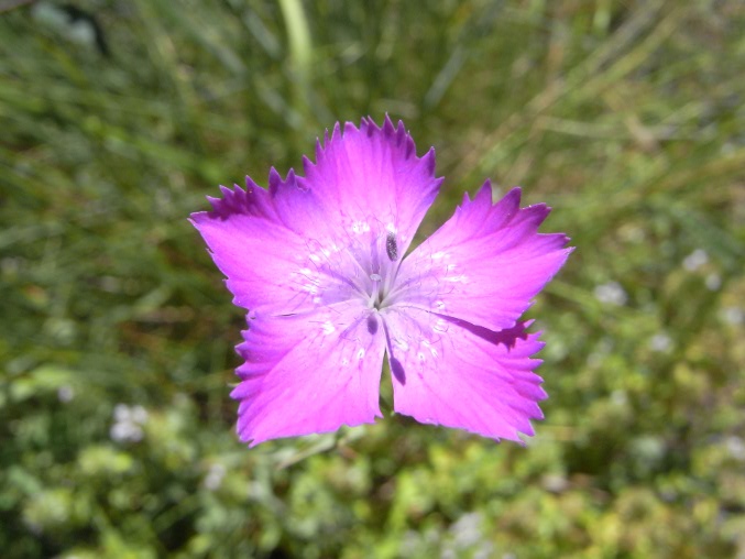 Dianthus seguieri