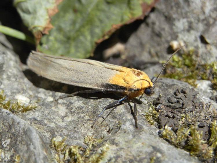 Aiuto identificazione - Lithosia quadra (maschio)