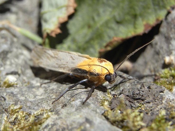 Aiuto identificazione - Lithosia quadra (maschio)