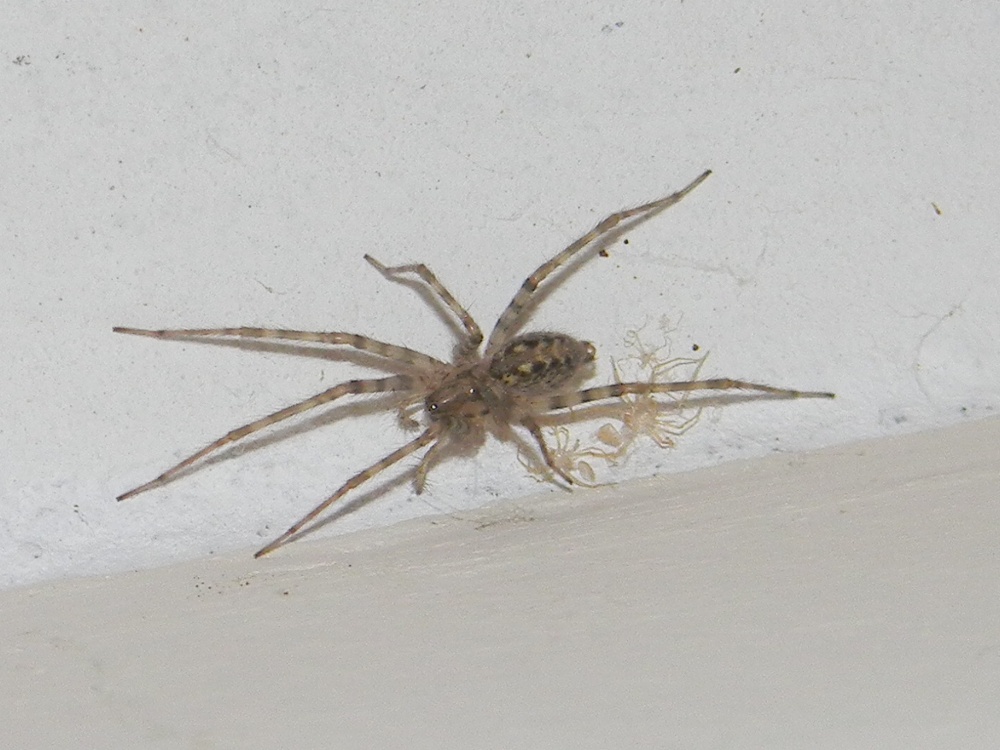 Tegenaria o Malthonica sp.