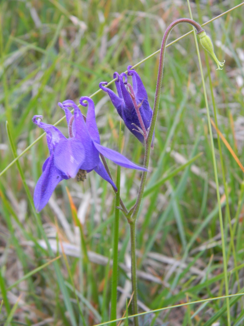 Aquilegia ophiolitica Barberis & E. Nardi (nuova specie)