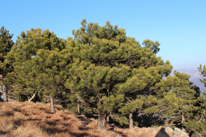 Pinus nigra J.F.Arnold