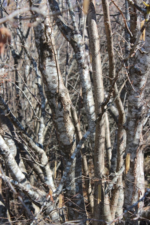 Corylus avellana / Nocciolo