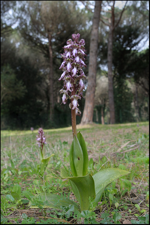 Barlie dalla Toscana