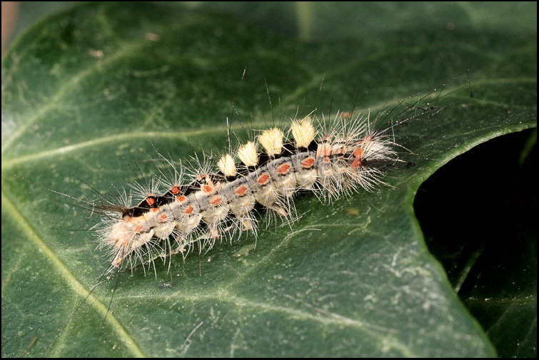 Pupa di Dittero parassita?