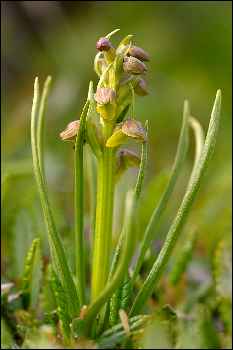 Chamorchis alpina / Gramignola alpina