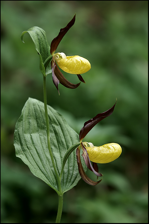 Cypripedium calceolus