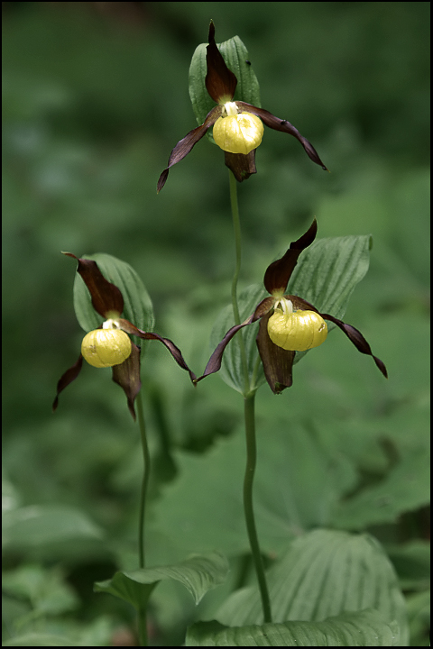 Cypripedium calceolus