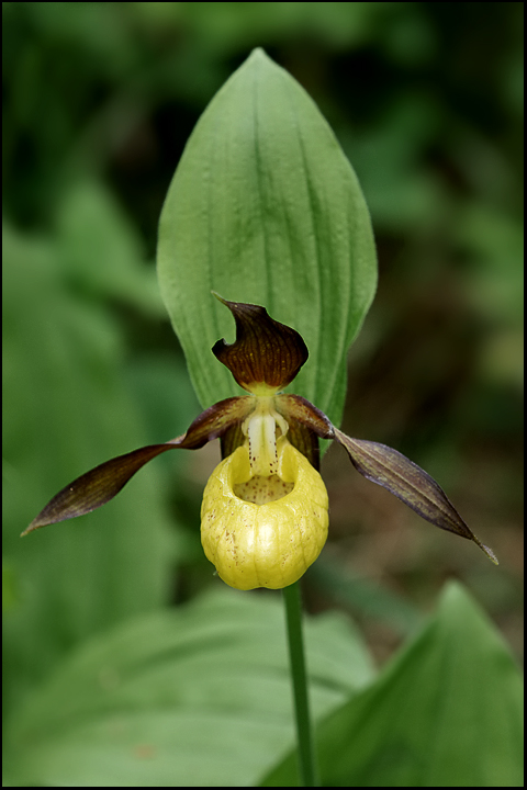 Cypripedium calceolus