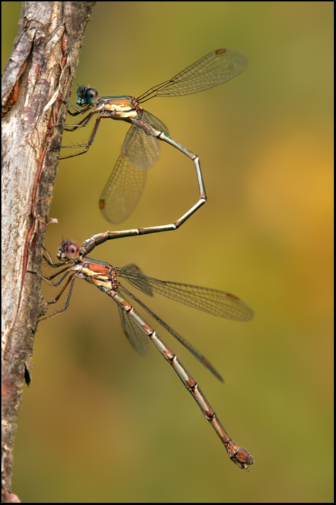 Chalcolestes viridis in deposizione