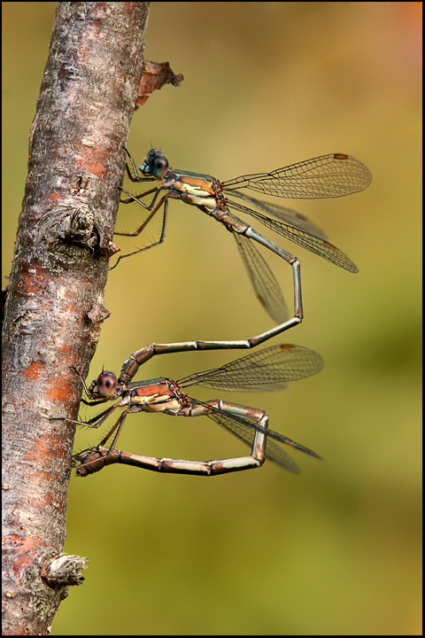 Chalcolestes viridis in deposizione