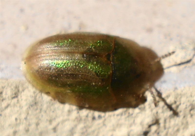 Cassida vittata