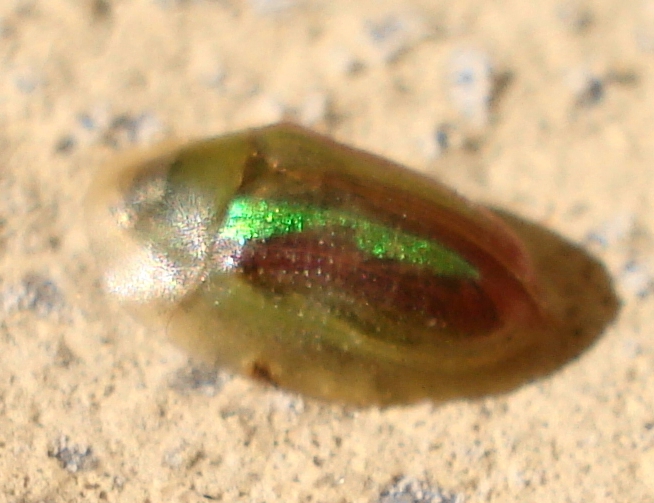 Cassida vittata