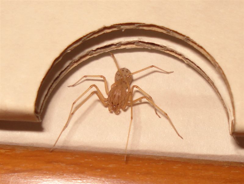 Scytodes da Pescara