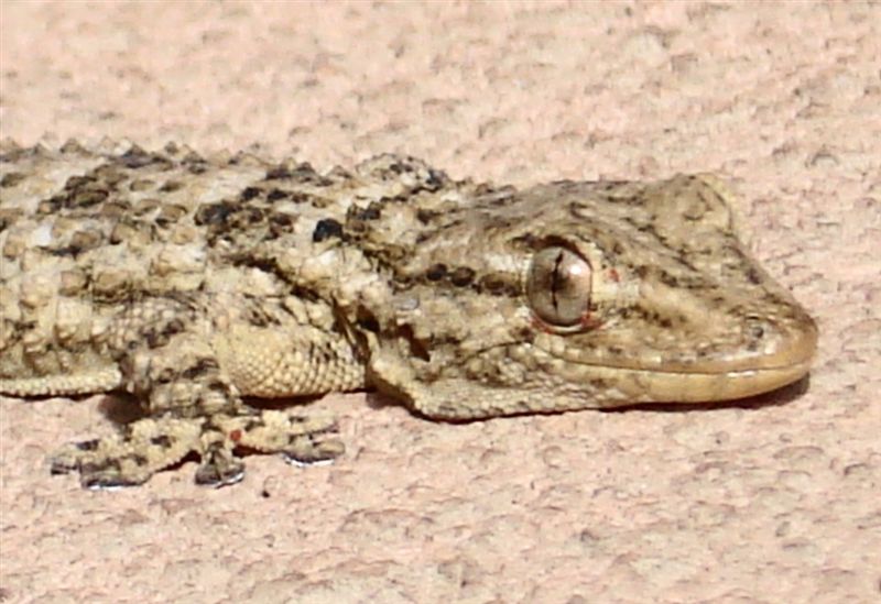 Tarentula mauretanica