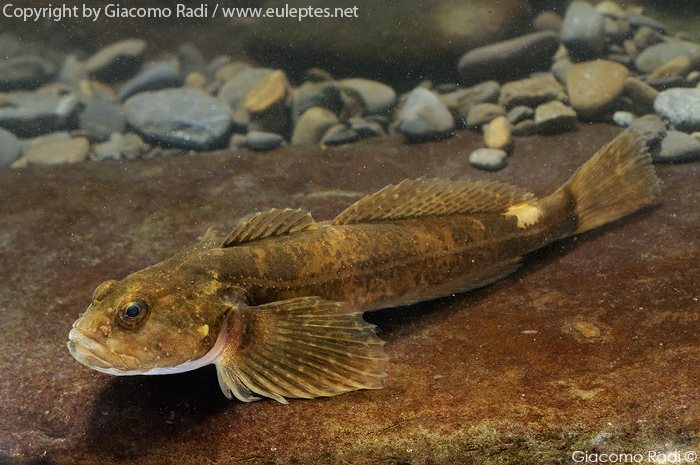 Cottus gobio dal fiorentino