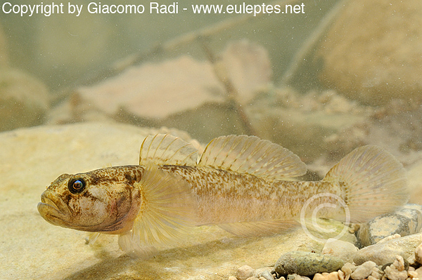 Padogobius bonelli nel fiorentino