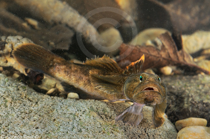 Padogobius nigricans