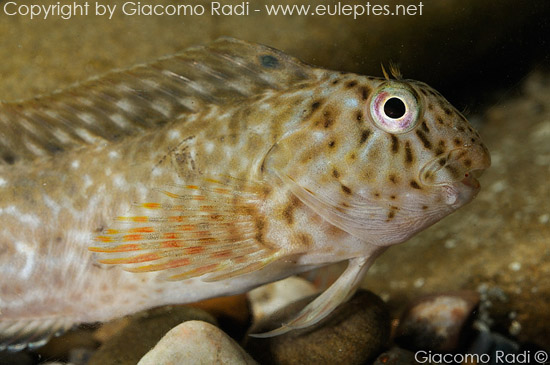 Blennide in una pozza di marea (Parablennius sanguinolentus)