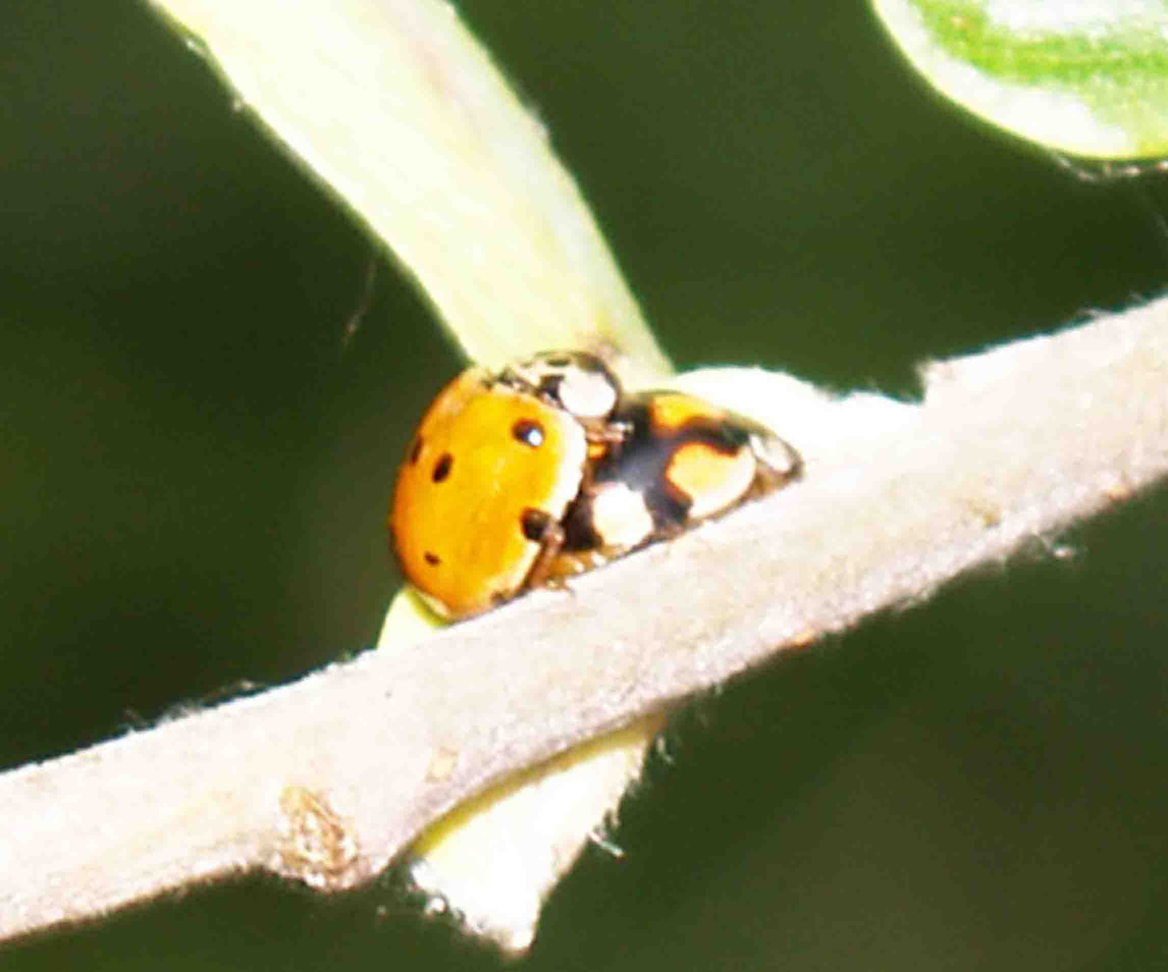 Coccinella: quale specie?