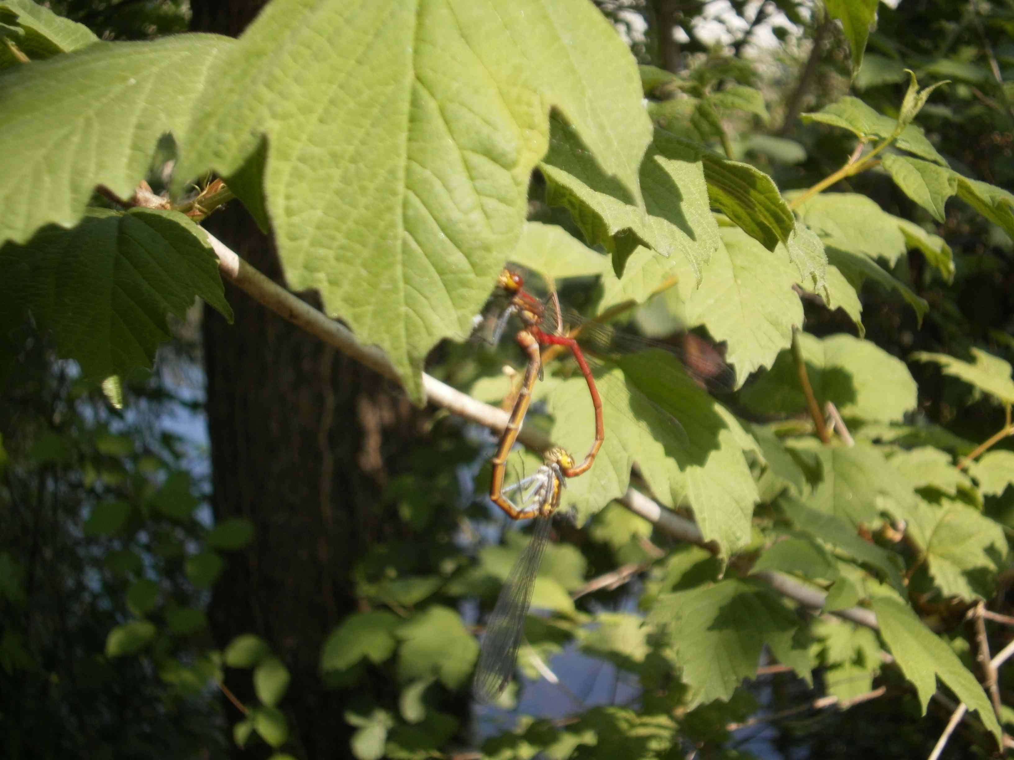 Odonati Zigotteri in accopiamento