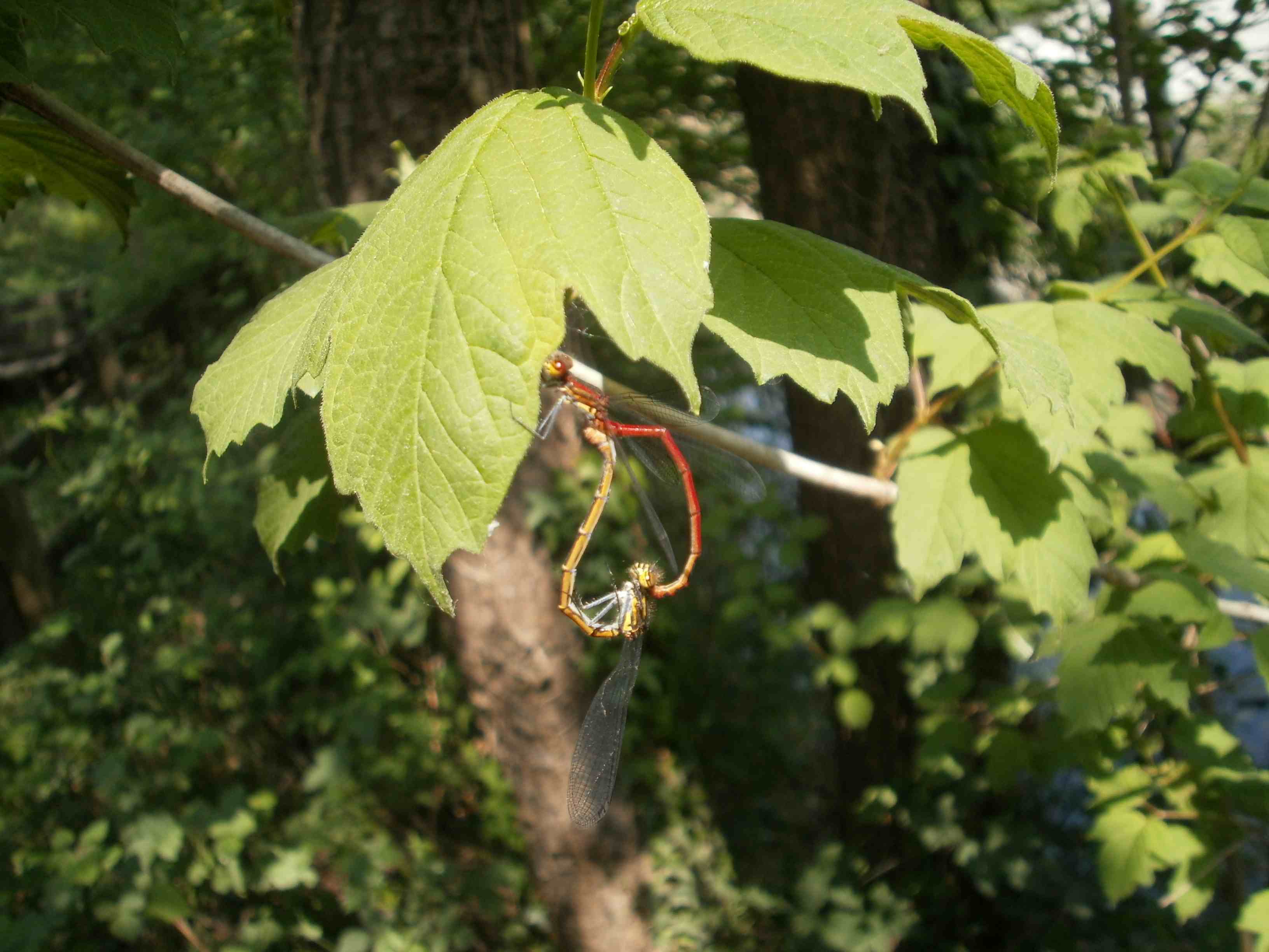 Odonati Zigotteri in accopiamento