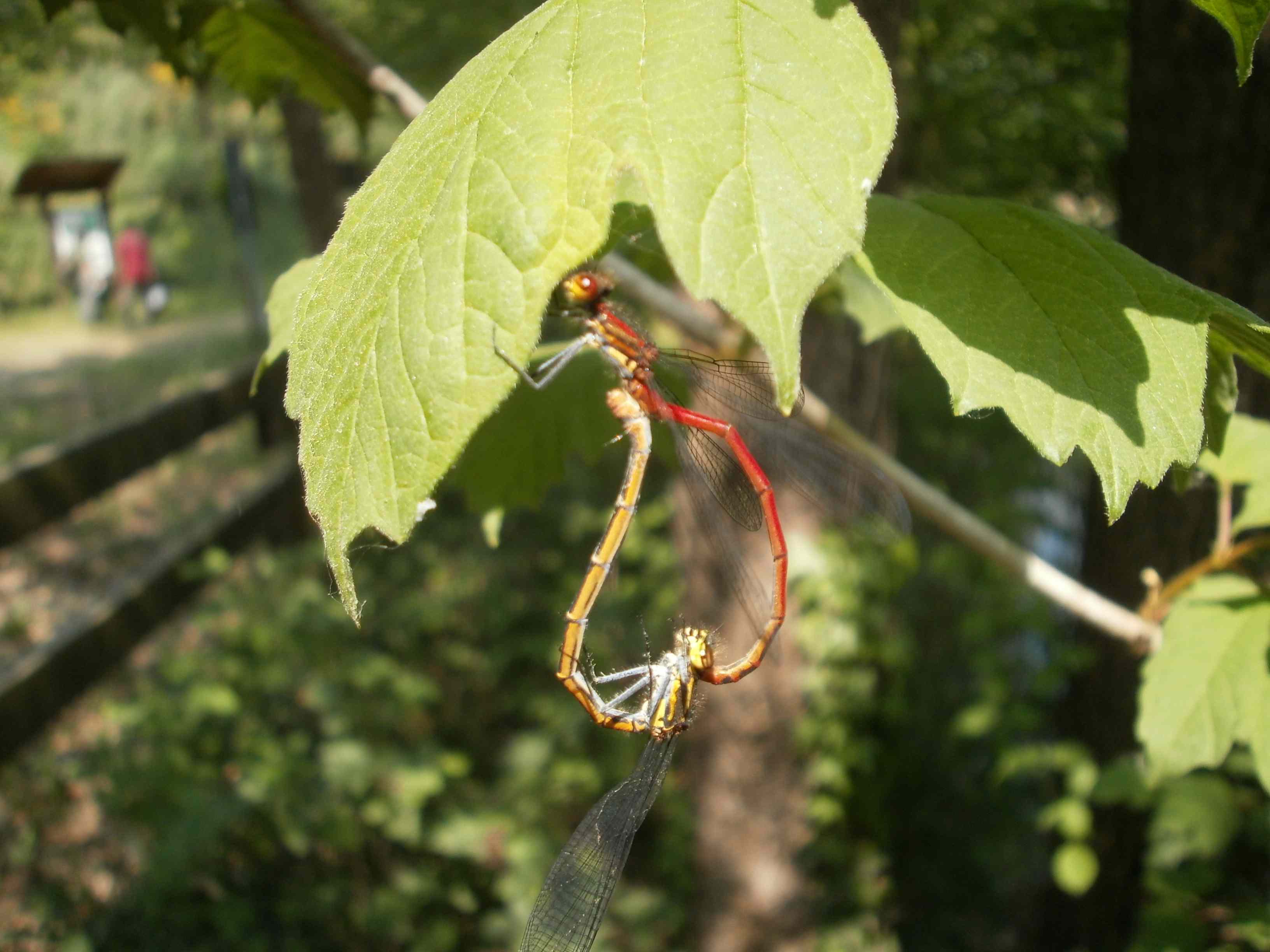 Odonati Zigotteri in accopiamento